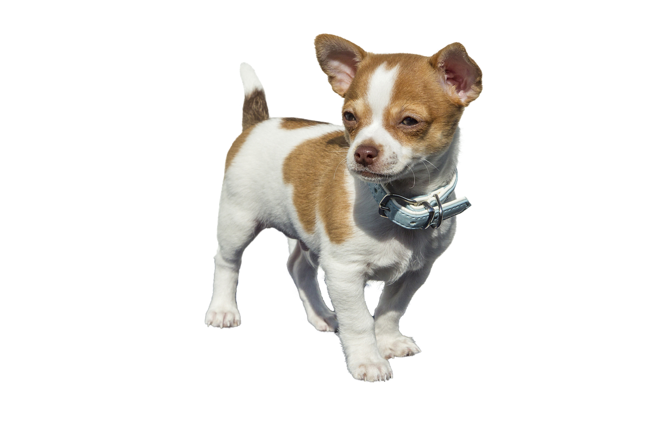 chihuahua  puppy dog animals sweet  isolated free photo