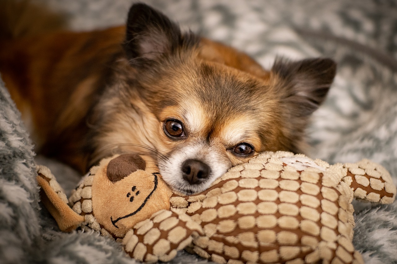 chihuahua  dog  cute free photo