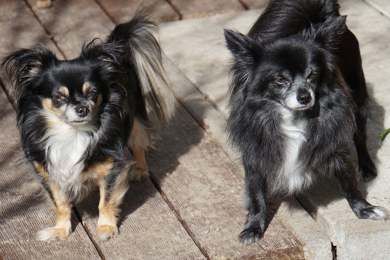 chihuahua  double pack  dogs free photo