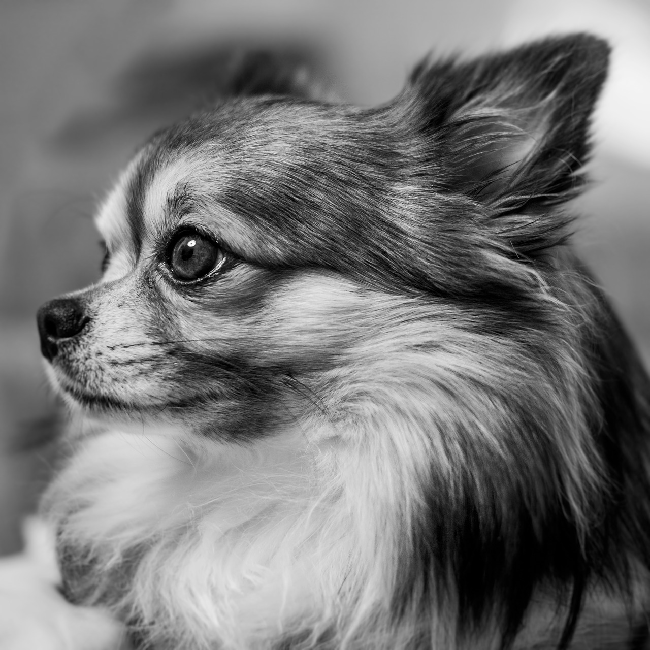 chihuahua  dog portrait  portrait free photo