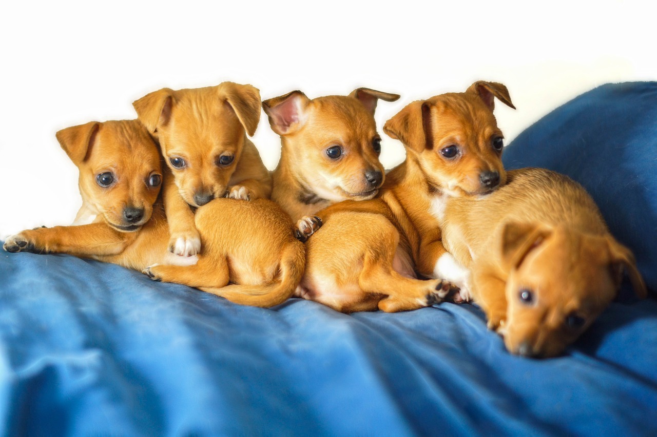 chihuahua  puppies  animals free photo