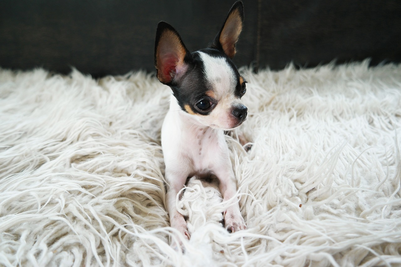 chihuahua  dog  puppy free photo