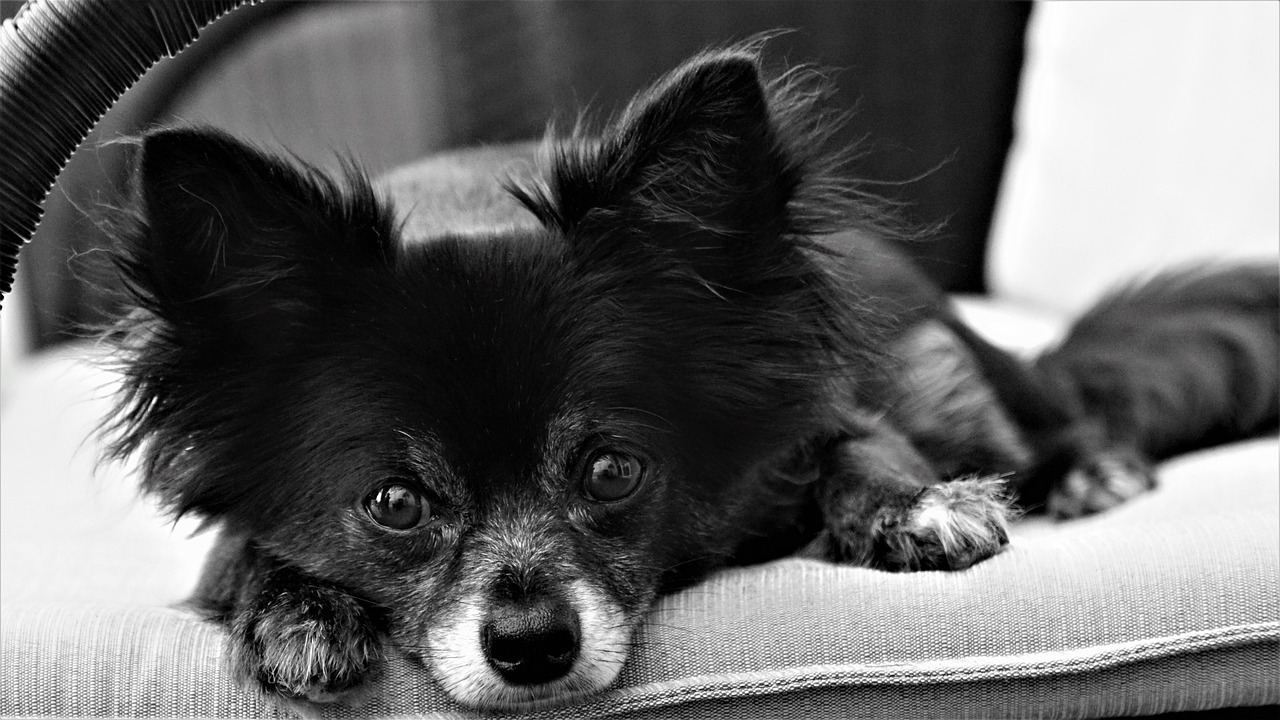 chihuahua  dog  small free photo