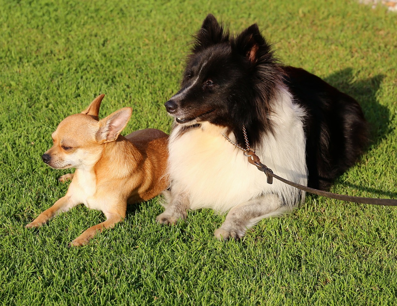 chihuahua dog shetland sheepdog free photo