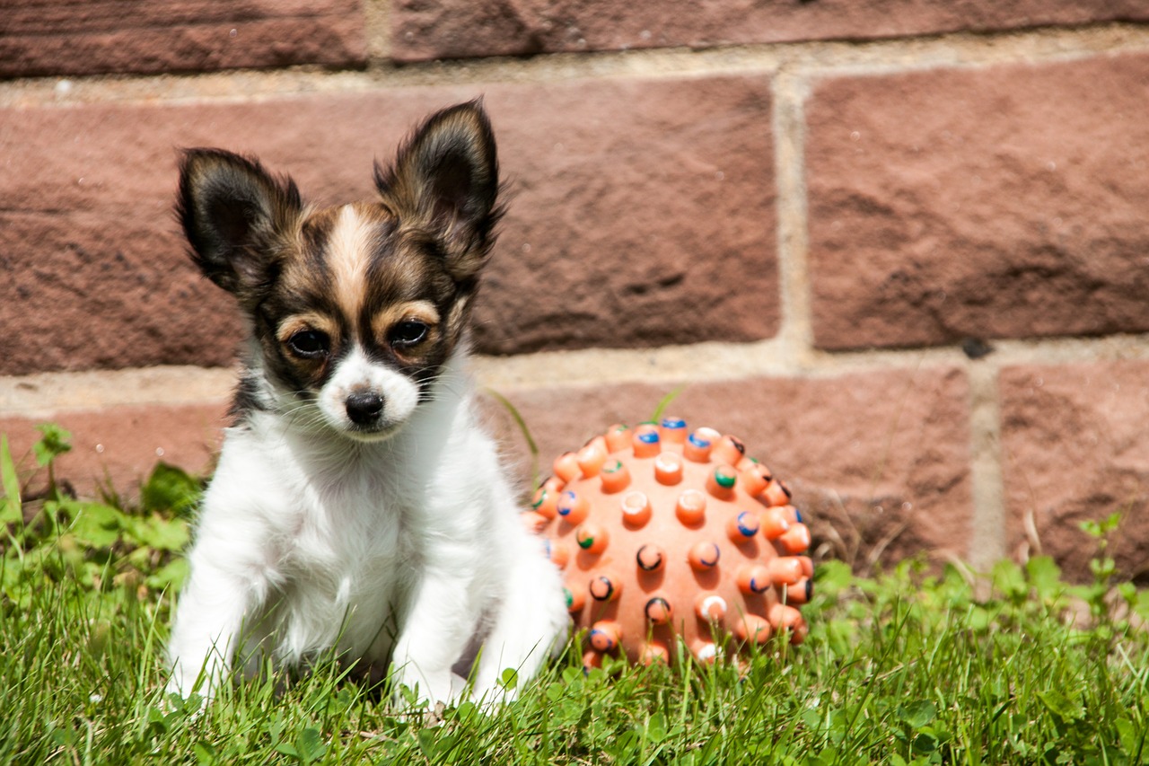 chihuahua puppy animals free photo