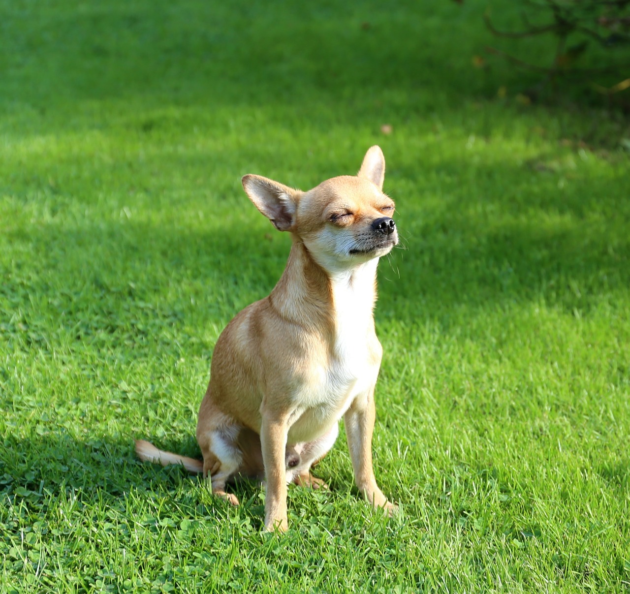 chihuahua sobel dog free photo