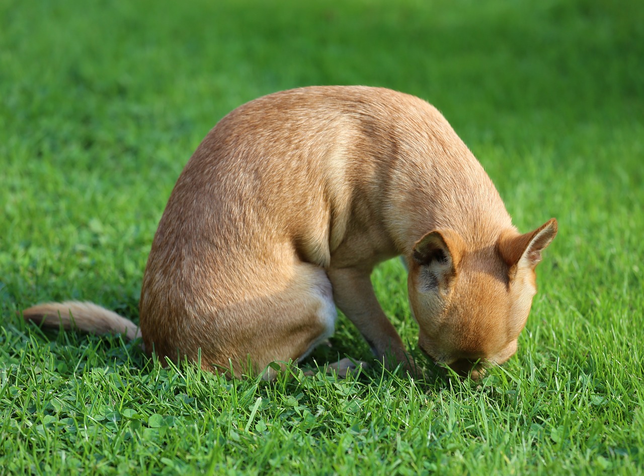 chihuahua sobel dog free photo