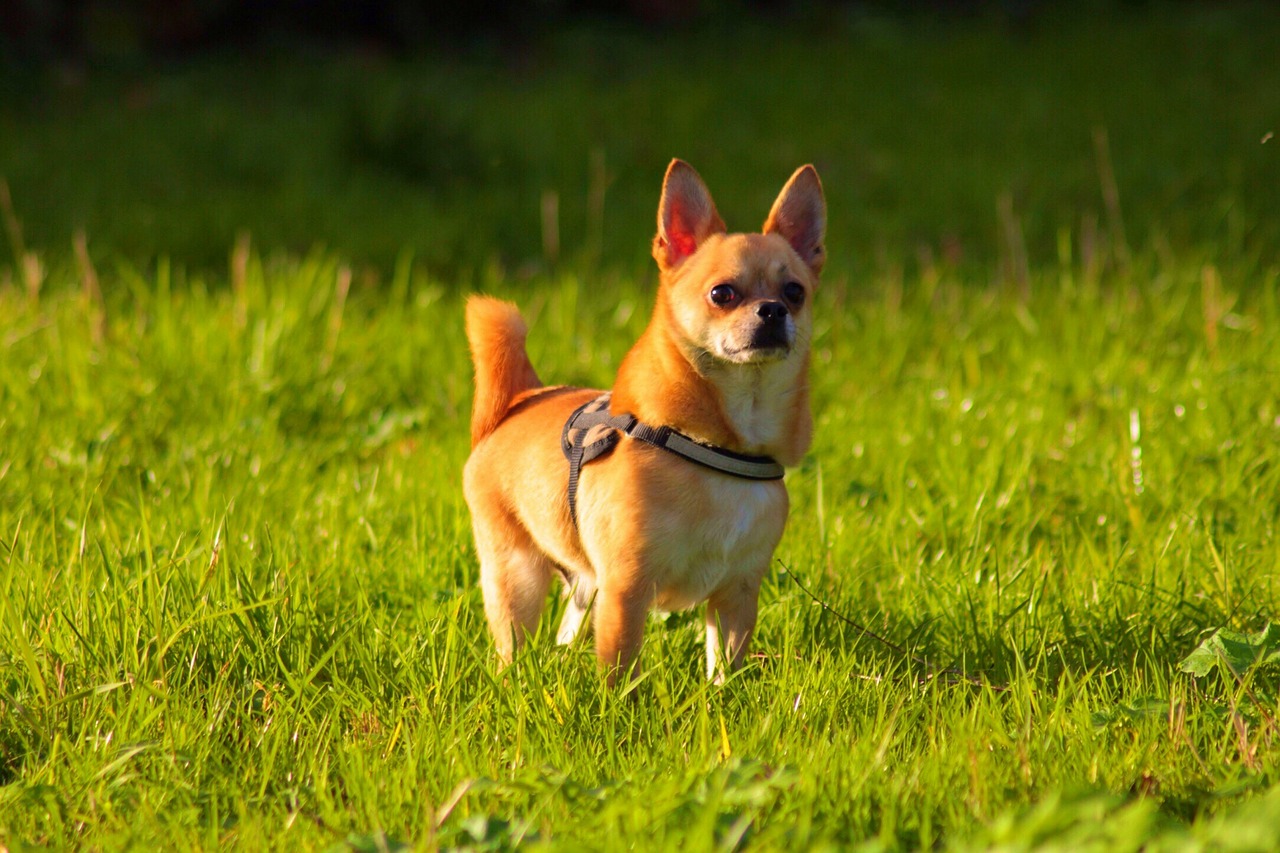 chihuahua dog outside free photo