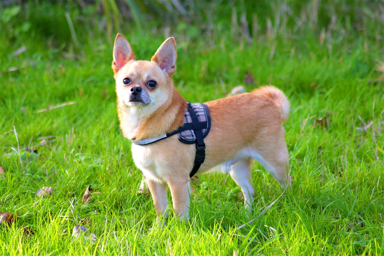 chihuahua dog animal free photo