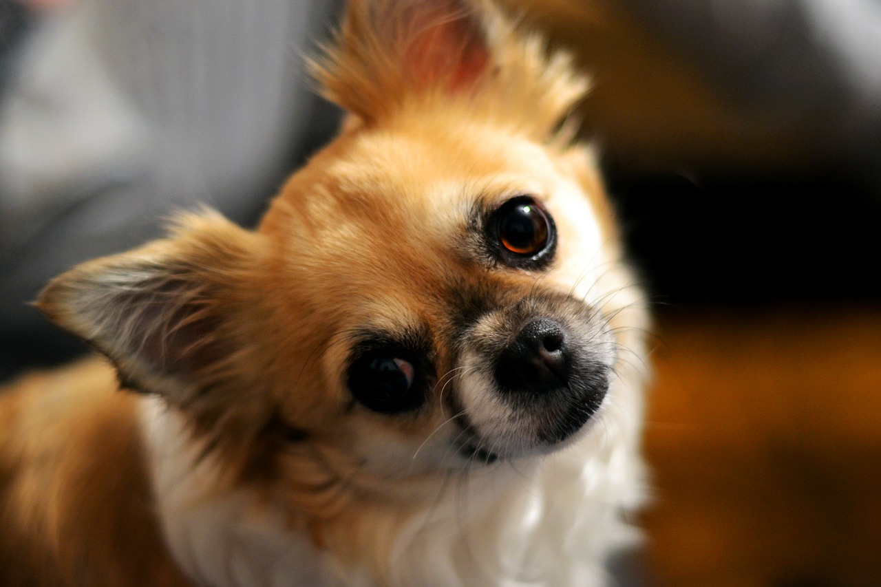 chihuahua dog eyes free photo