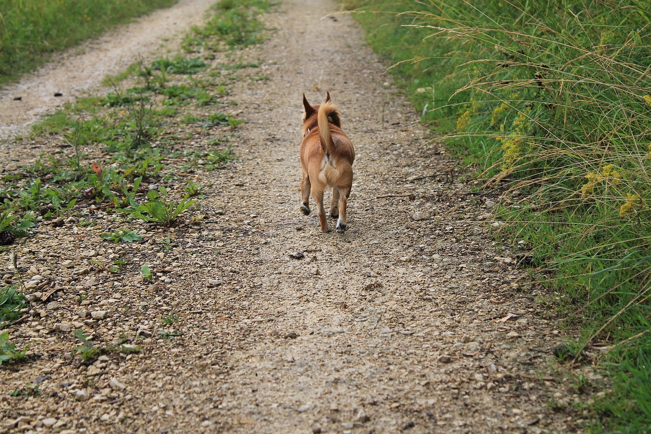 chihuahua dog away free photo