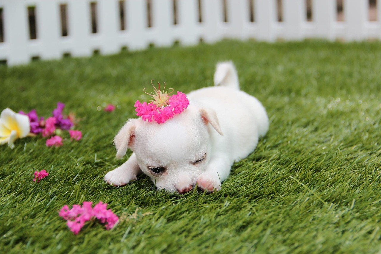 chihuahua dog puppy free photo