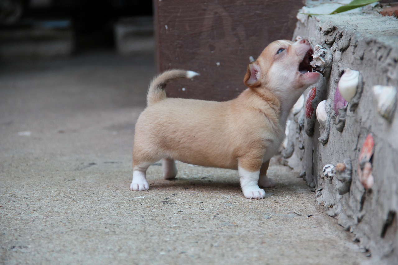 chihuahua dog pet free photo