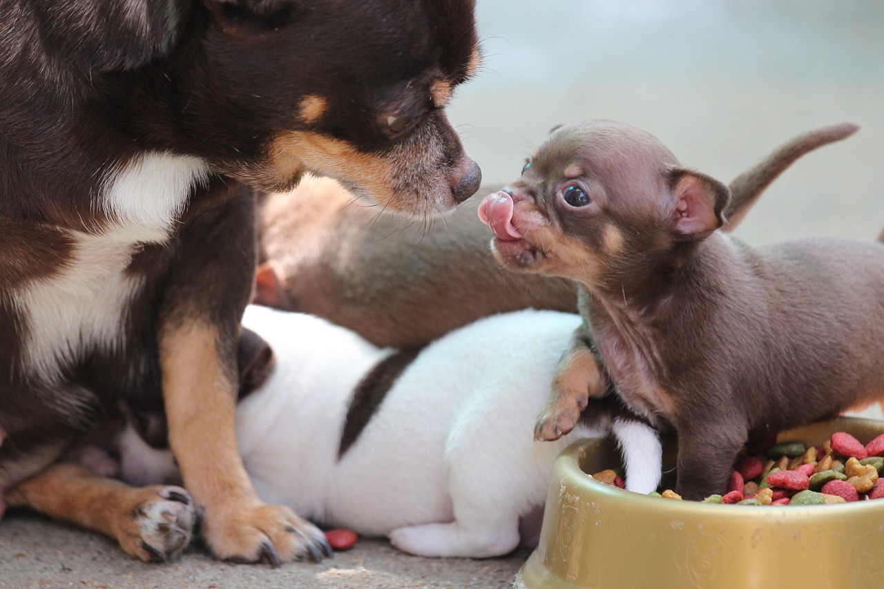 Chihuahua,dog,puppy,cute,pet - free image from needpix.com