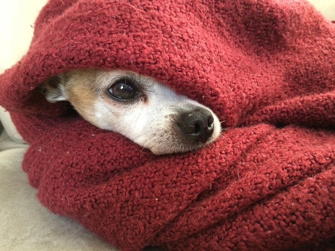 chihuahua dog blanket free photo