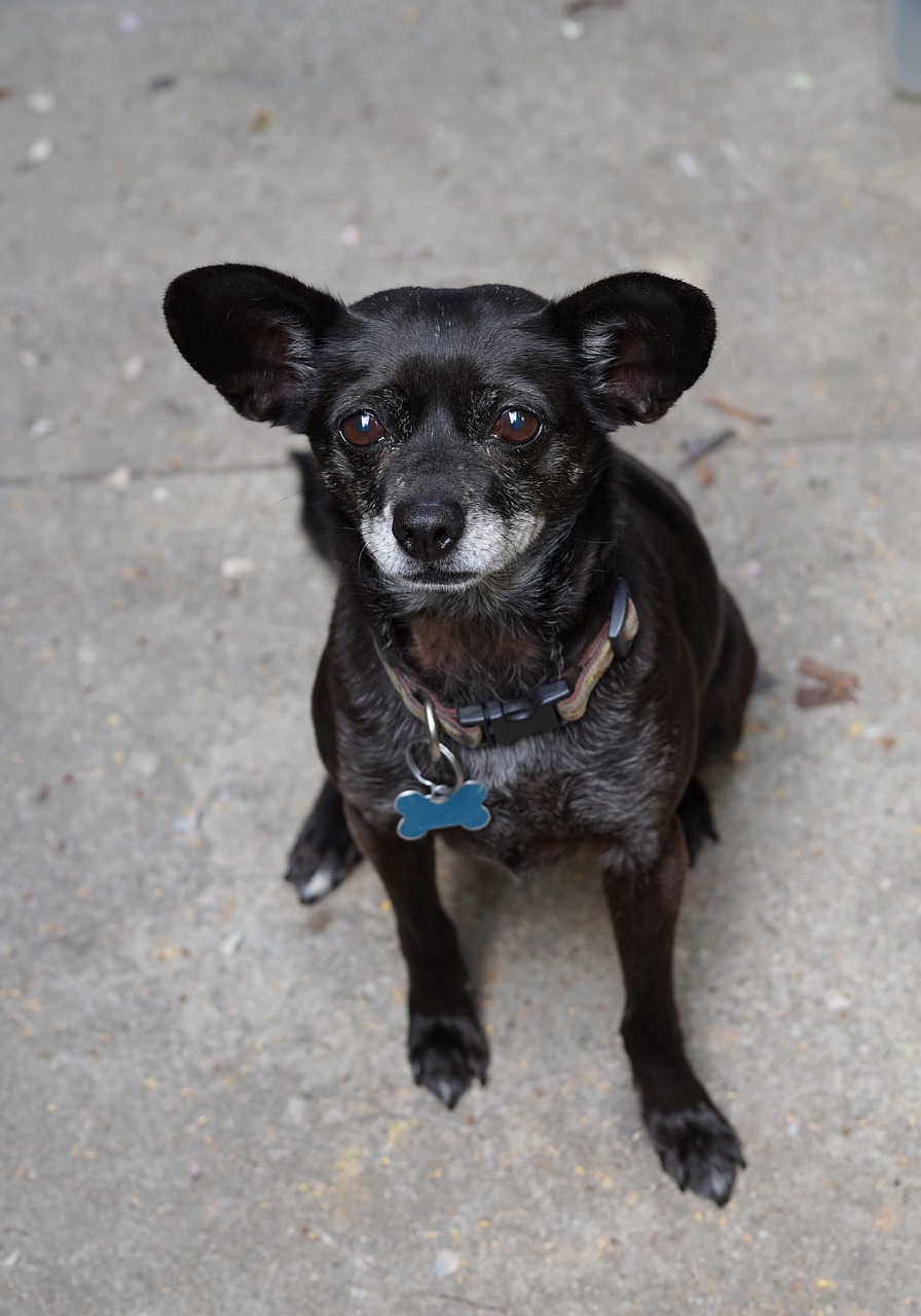 chihuahua black vertical free photo