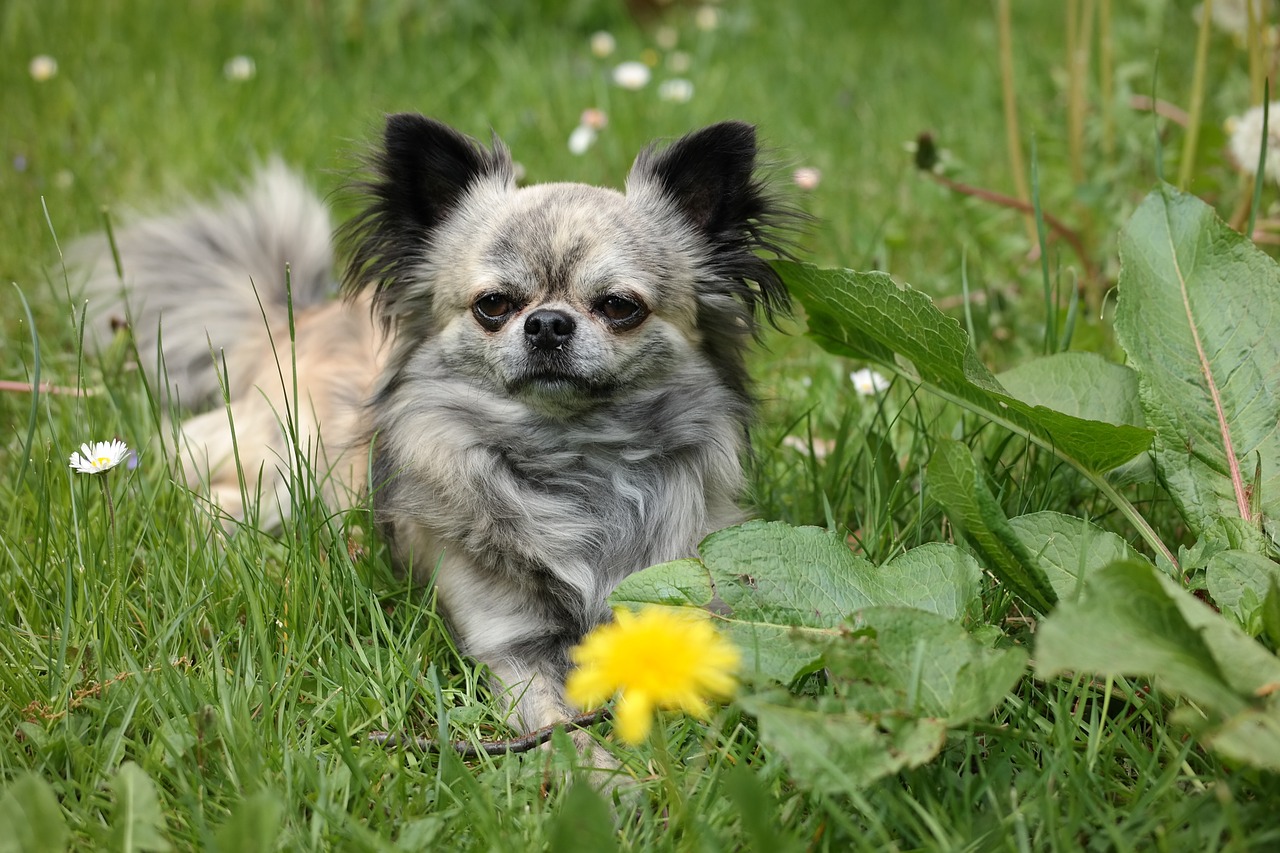 chihuahua dog cute free photo