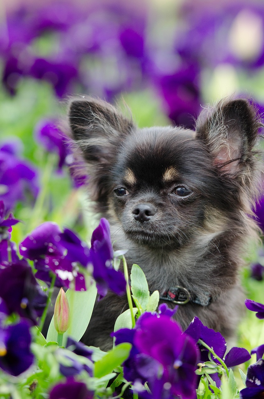 chihuahua flowers sweet free photo