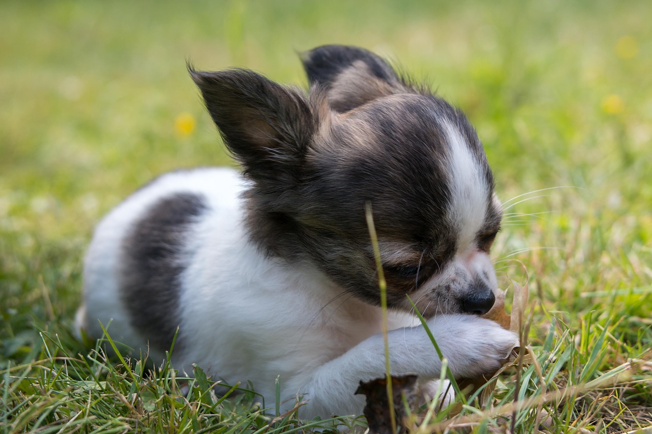 chihuahua dog puppy free photo