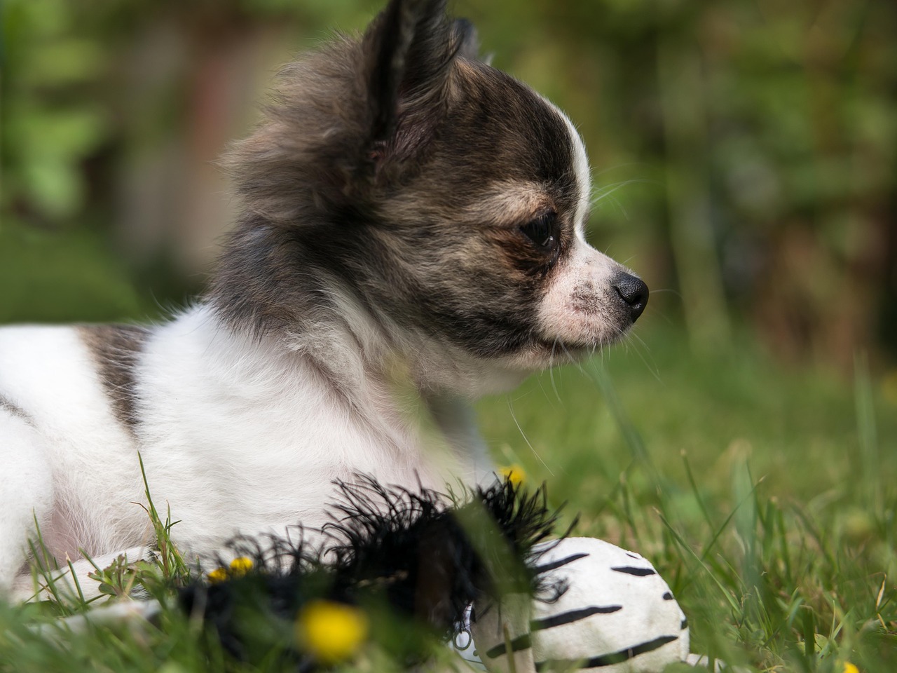 chihuahua dog puppy free photo