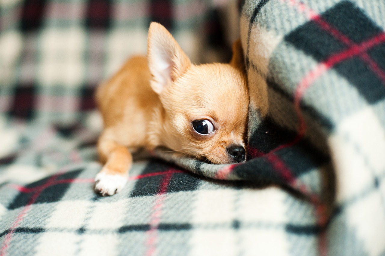 chihuahua puppy pet free photo