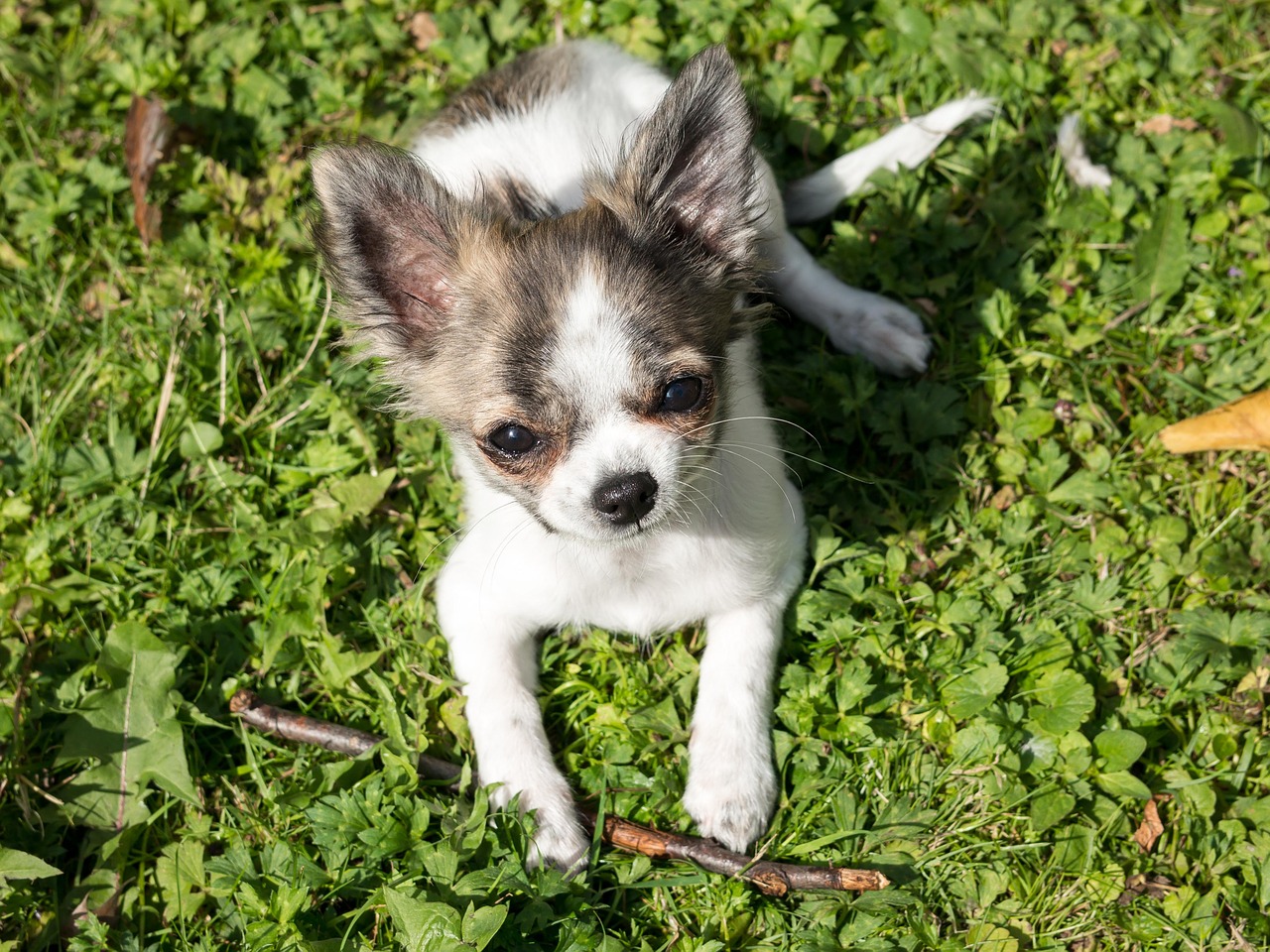 chihuahua dog puppy free photo