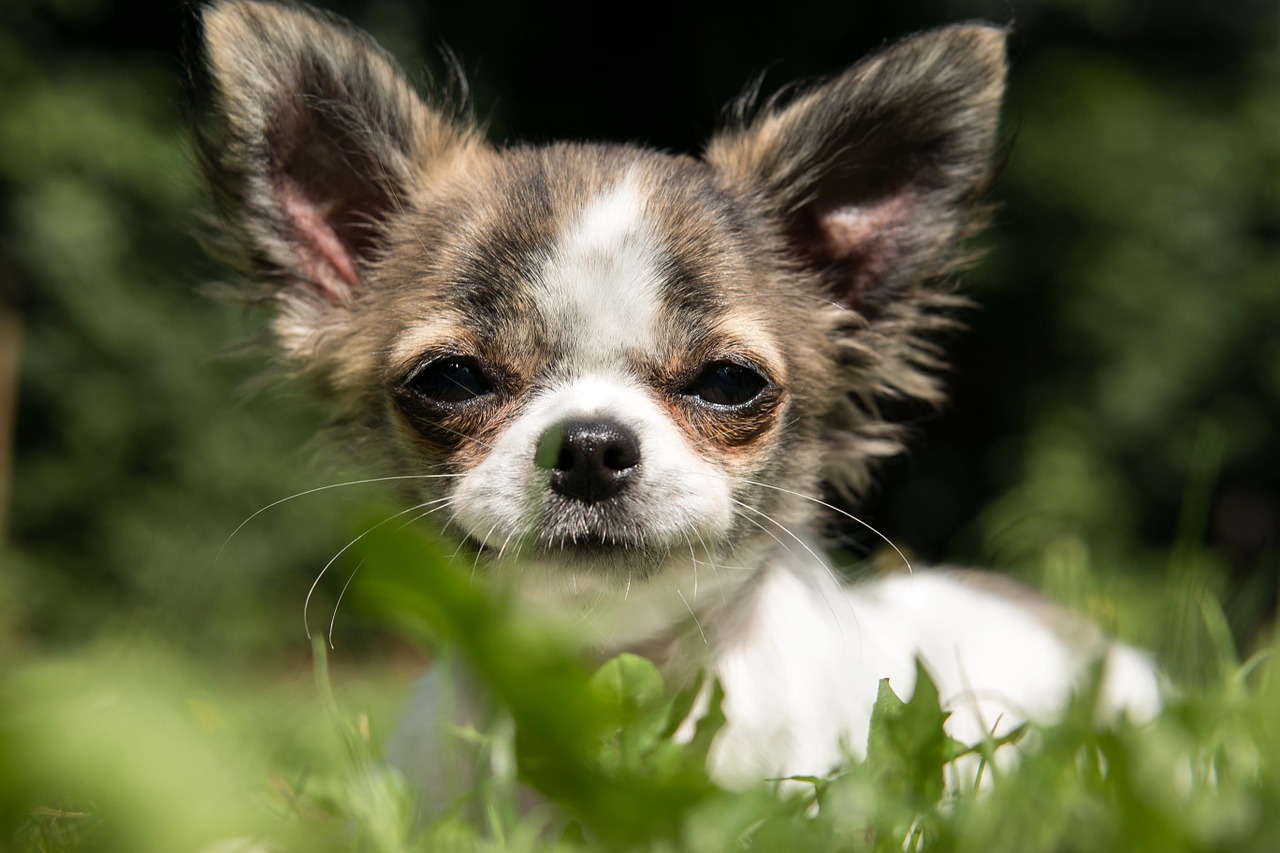 chihuahua dog puppy free photo