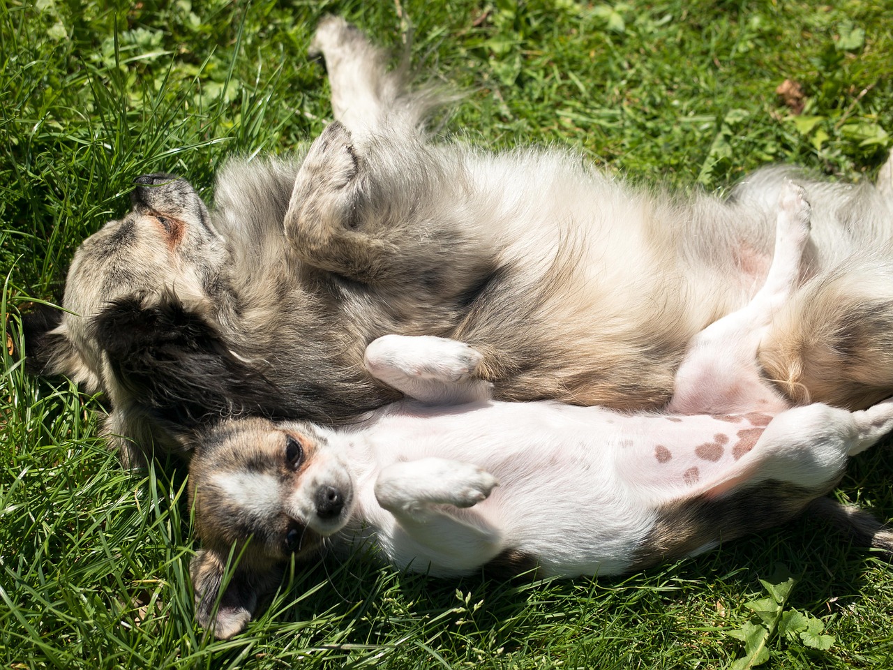 chihuahua dog puppy free photo