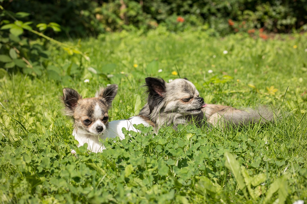 chihuahua dog puppy free photo