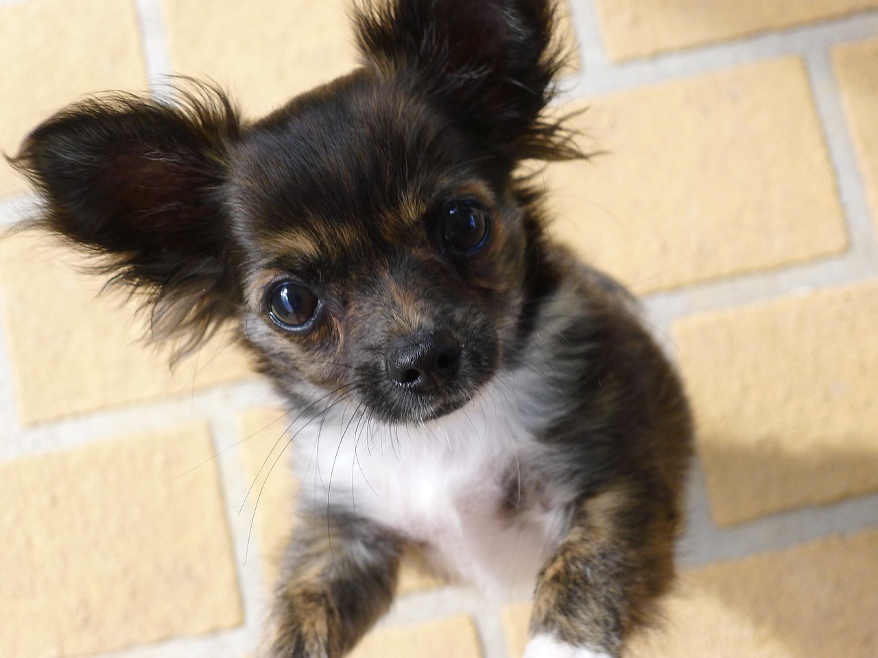 chihuahua long-haired chihuahua puppy free photo
