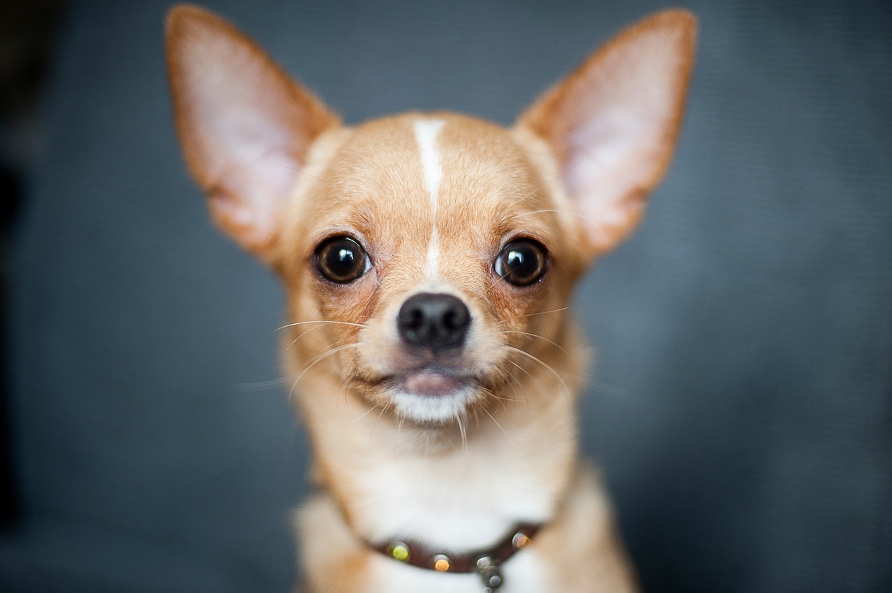 chihuahua dog portrait free photo