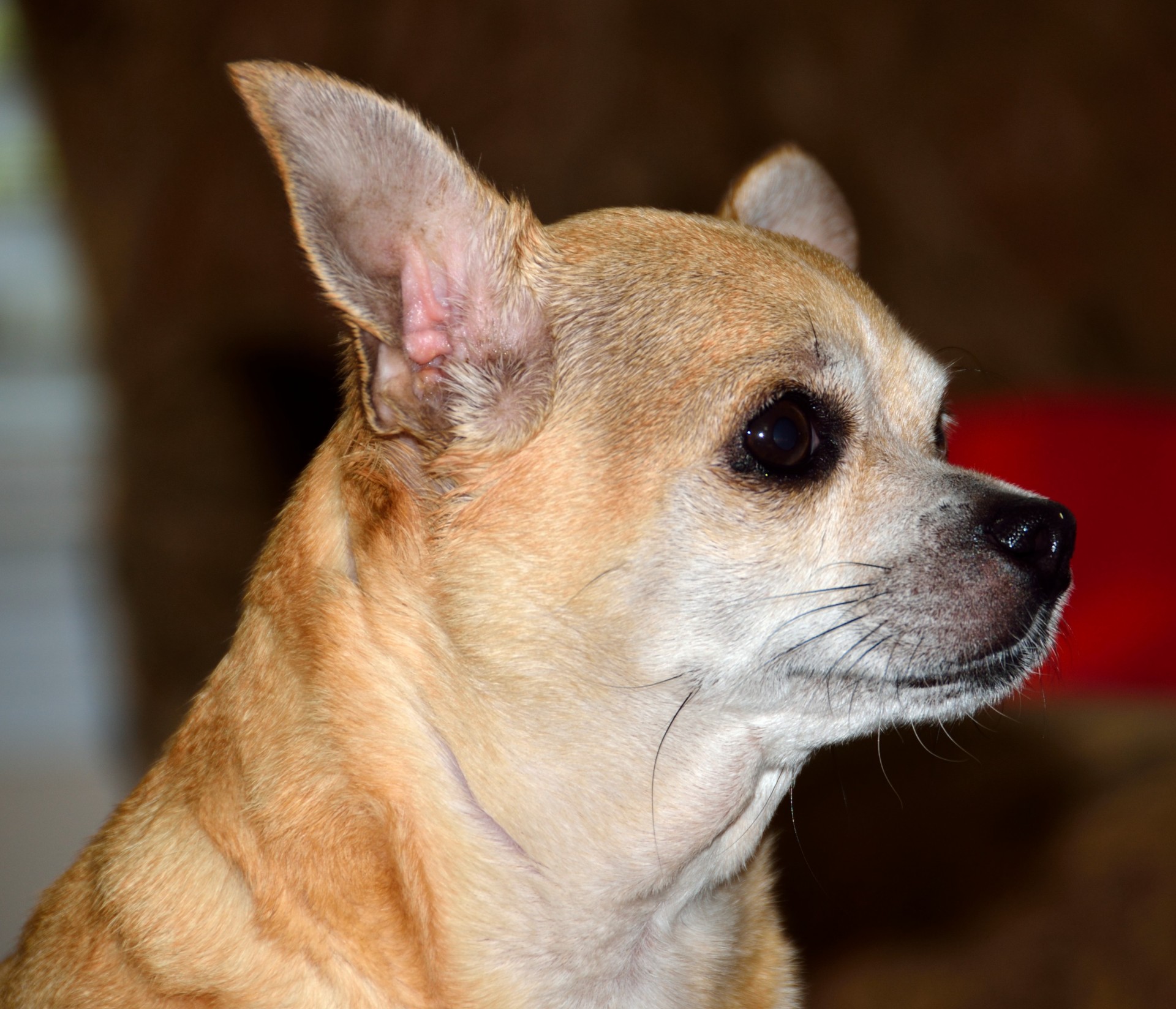 dog small chihuahua free photo