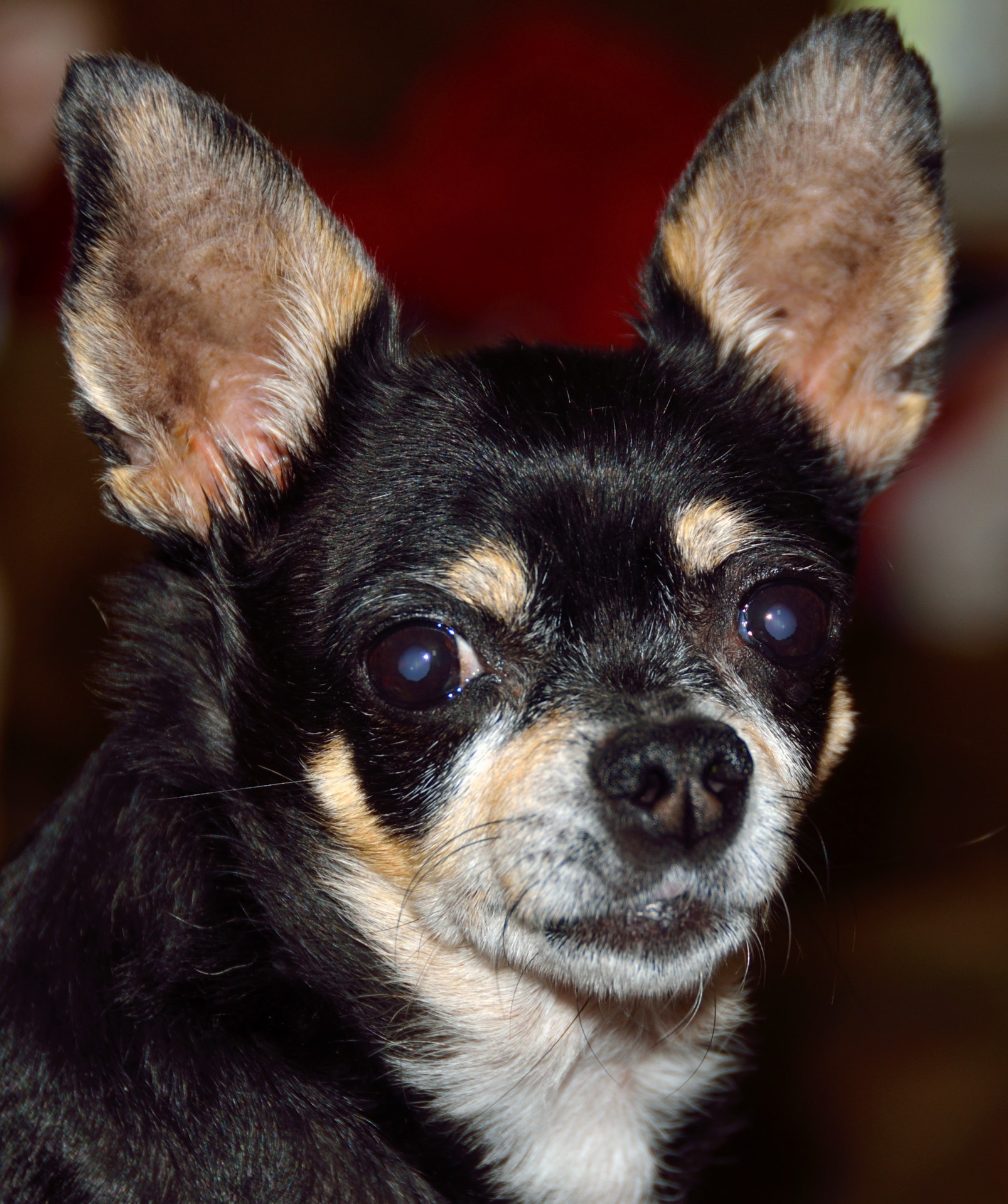 dog small chihuahua free photo