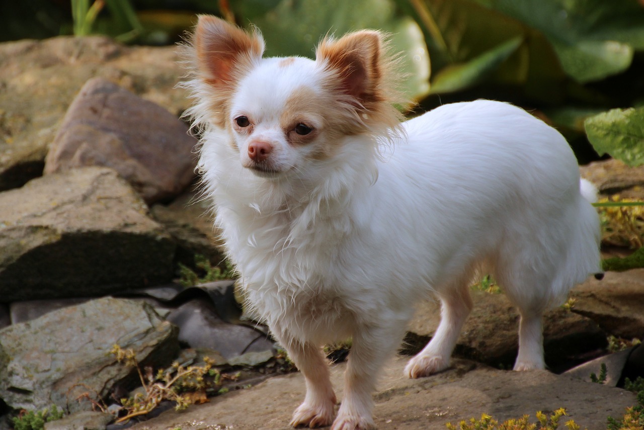 chihuahua german longhaired pointer dog free photo