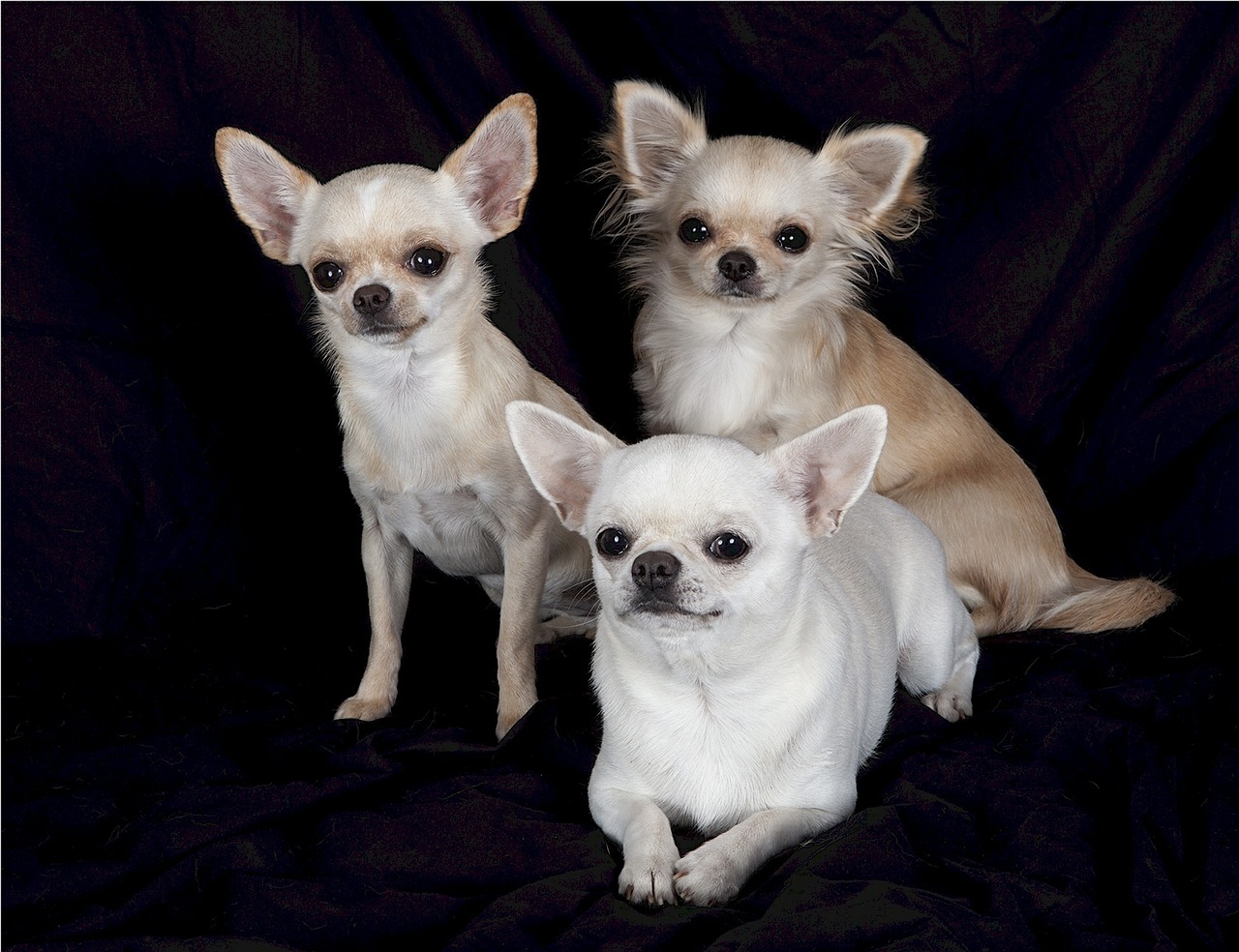 chihuahuas dogs pets free photo