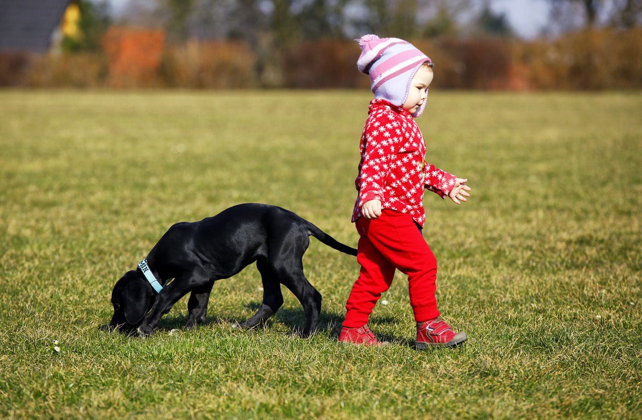 child dog animal free photo