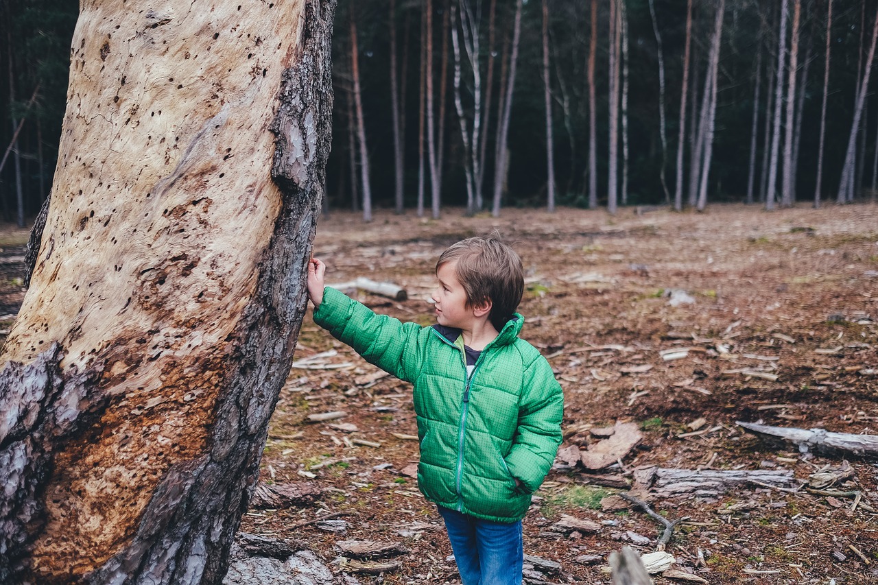 child forest tree free photo