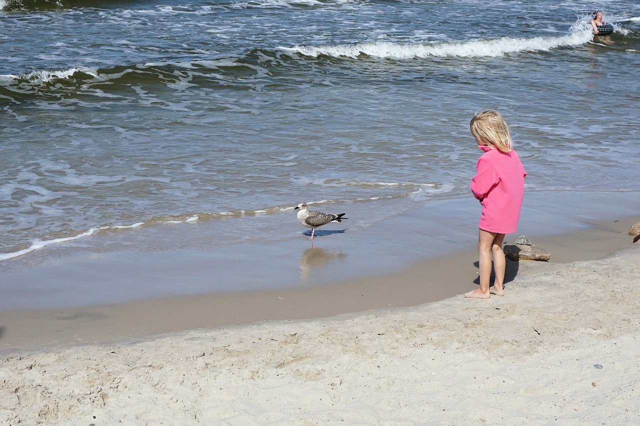 child seagull beach free photo