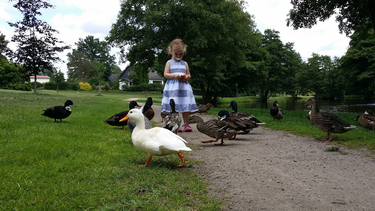 child ducks feeding ducks free photo