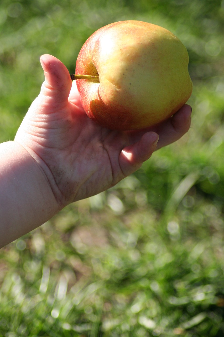 child hand apple free photo