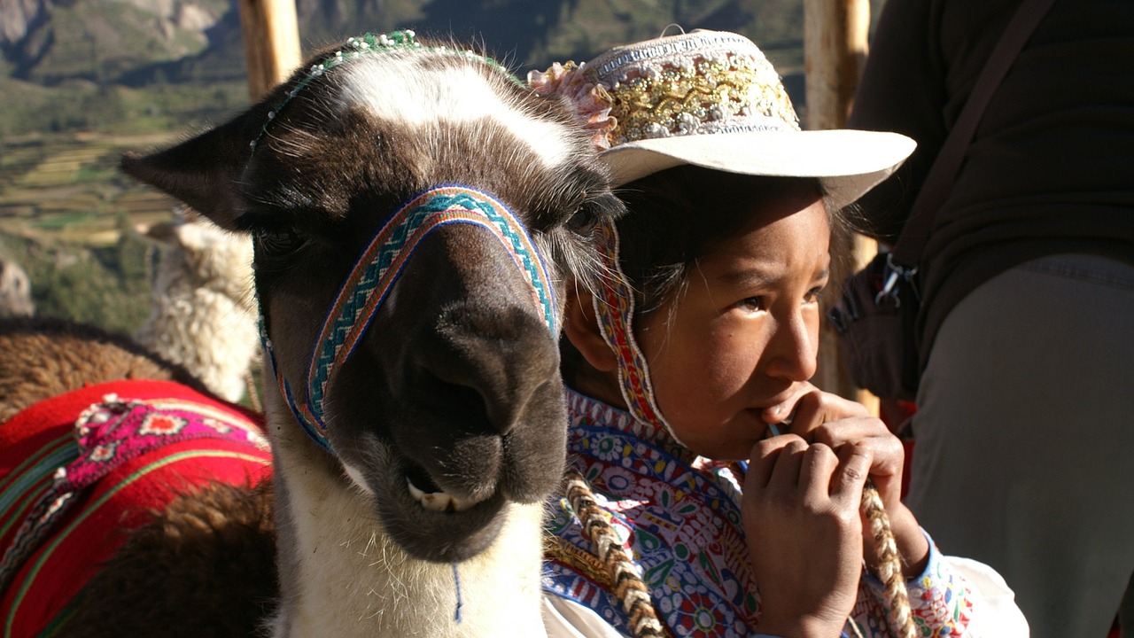 child lama peru free photo