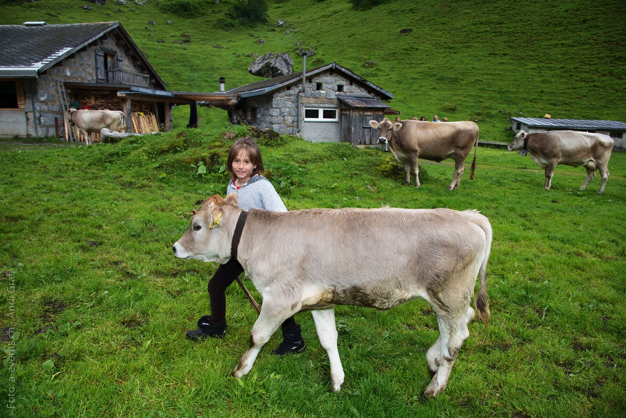 child calf alpine pasture free photo