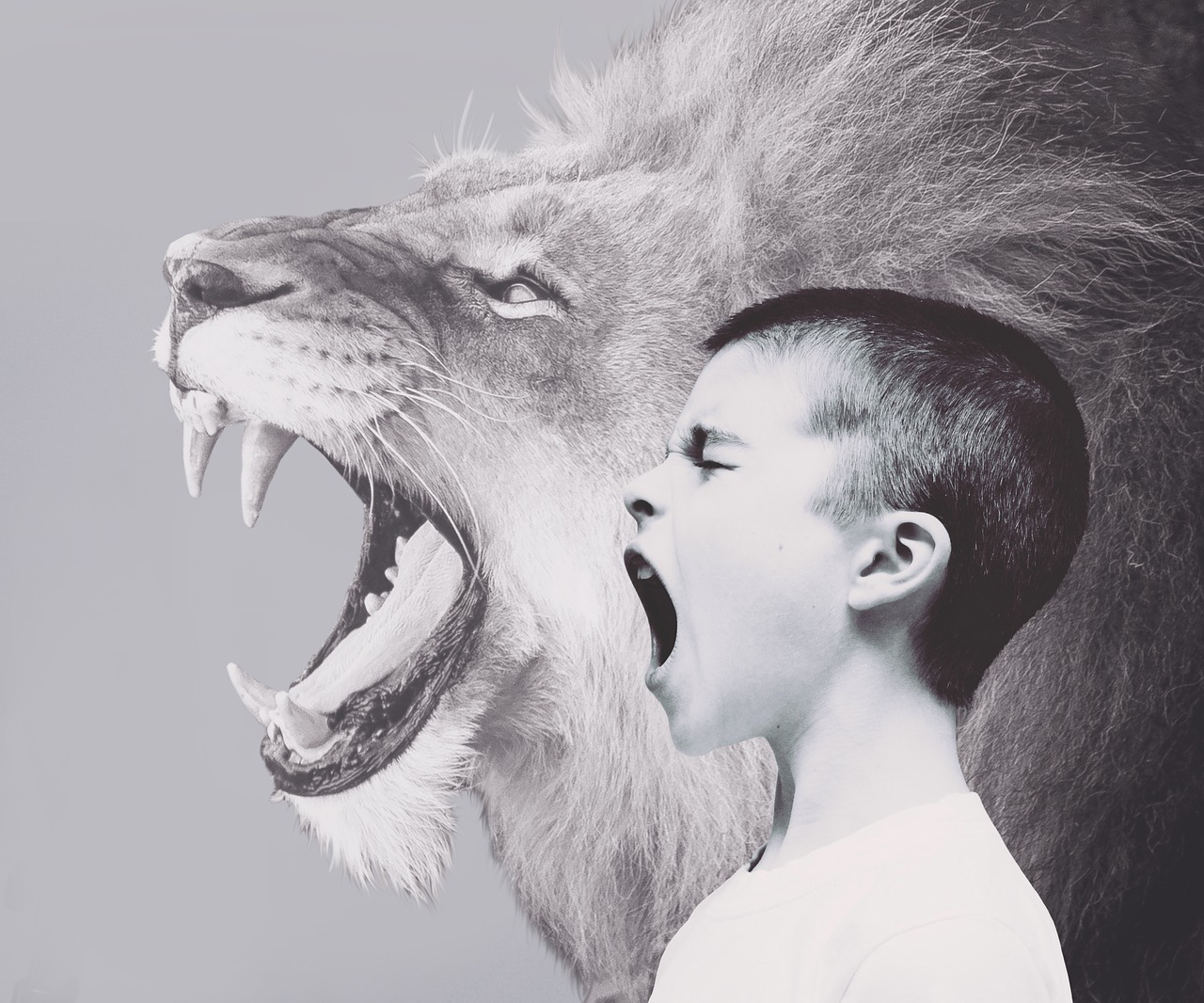 child  boy  lion free photo