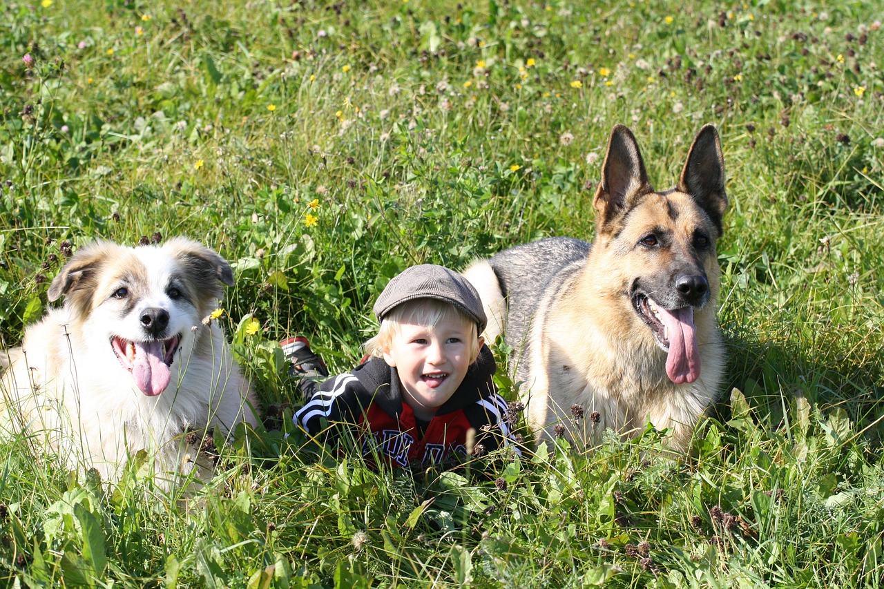 child boy dog free photo