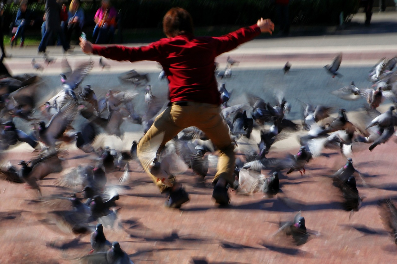 child play pigeons free photo