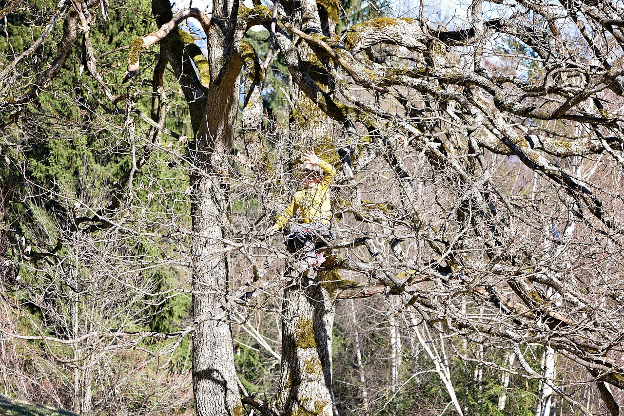 child girl tree free photo