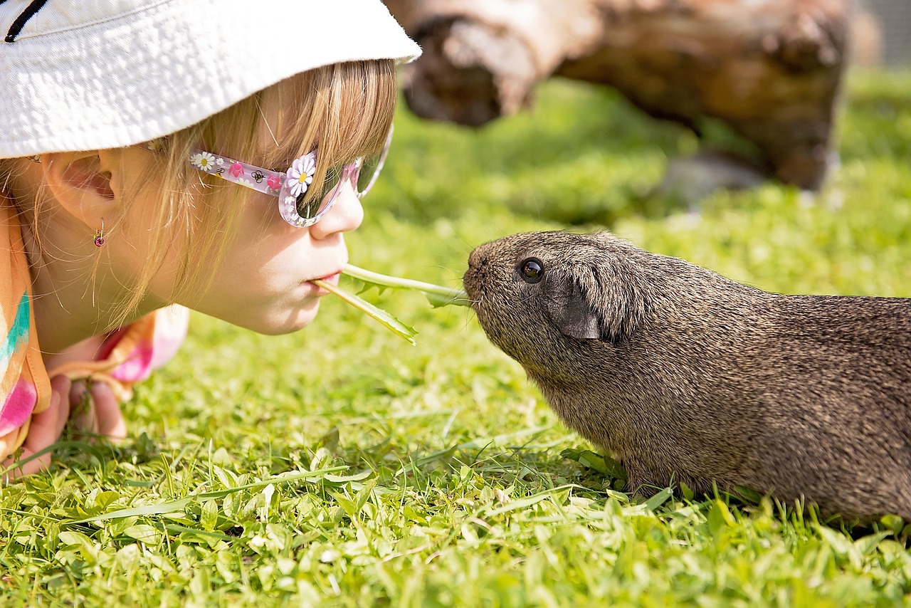 child guinea pig friendship free photo