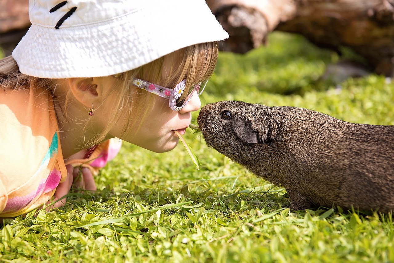 child guinea pig friendship free photo