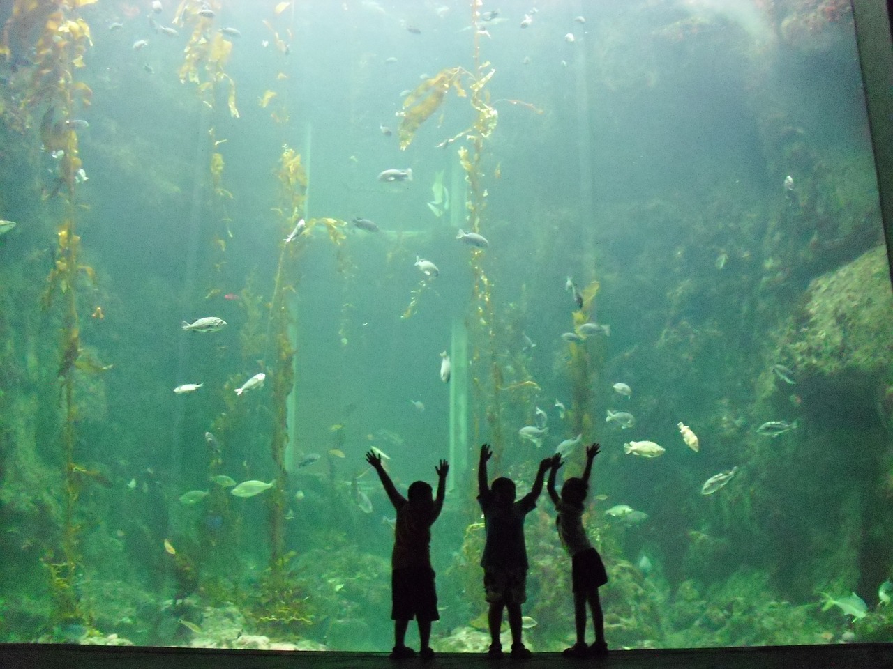 child aquarium water free photo