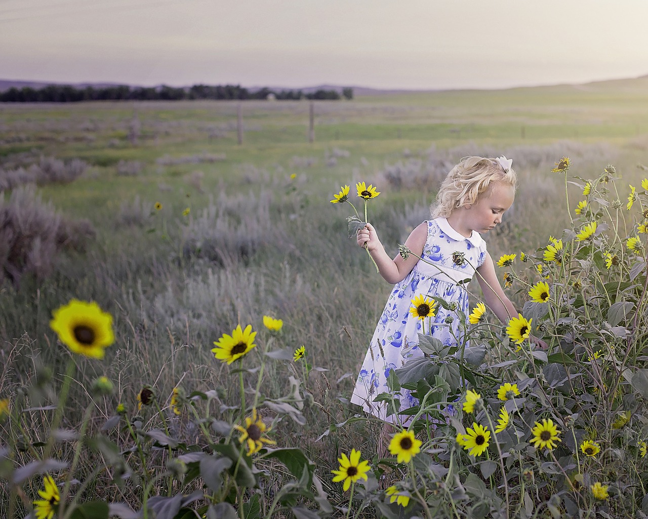 child sunflower yellow free photo